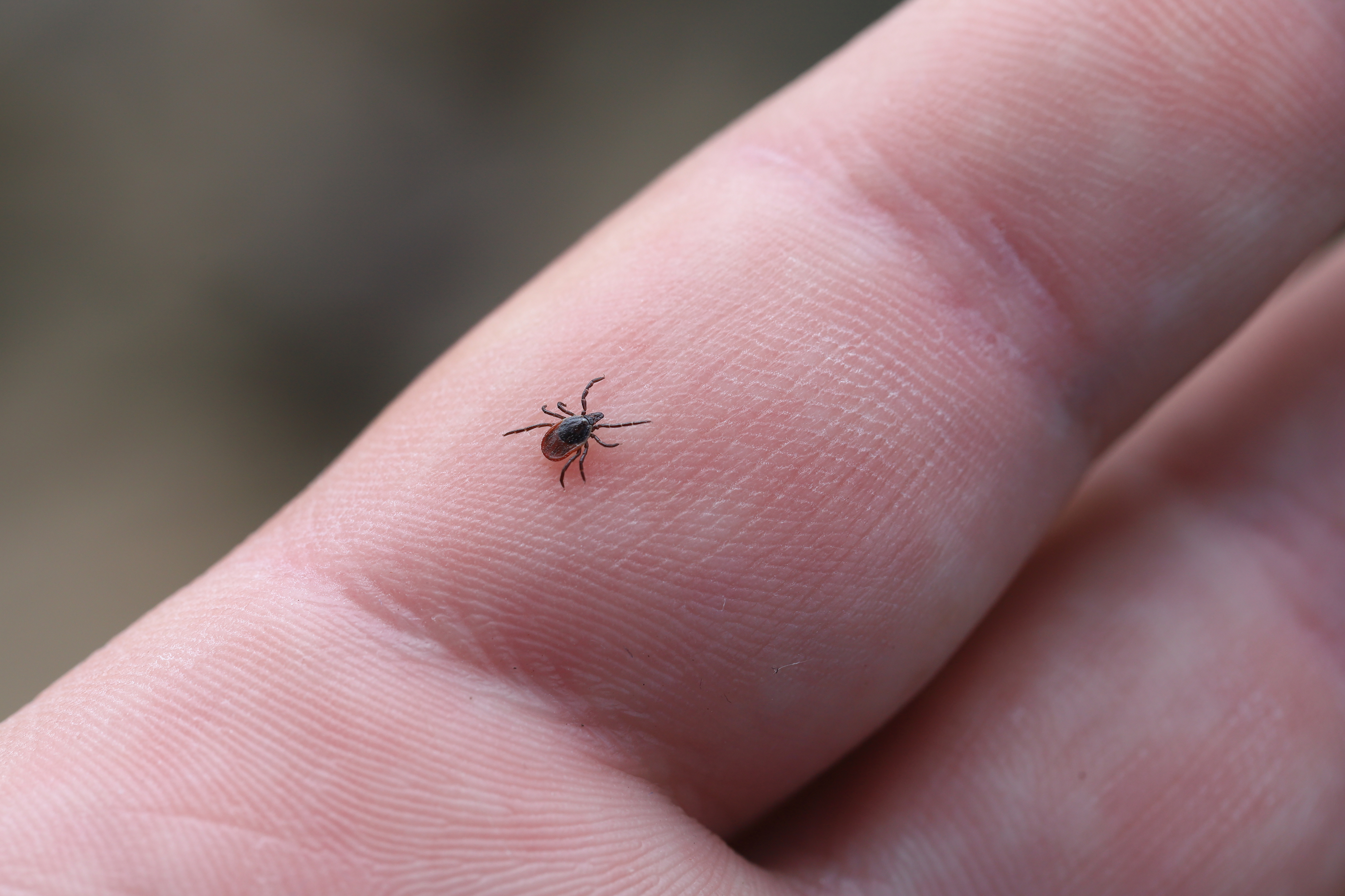 Picture of a tick