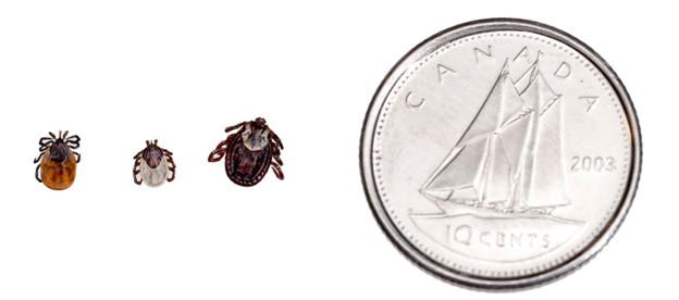Tick type photo