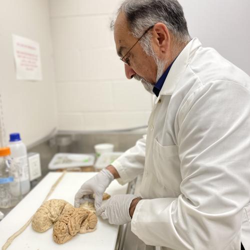 Dr. Sultan Darvesh looks at brain tissue samples at the Maritime Brain Tissue Bank. 