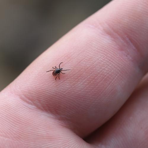 Picture of a tick